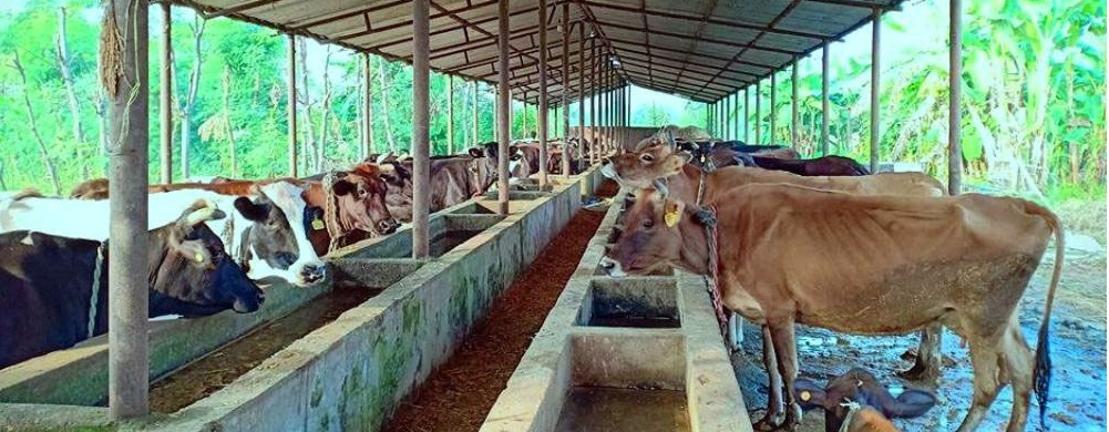 व्यावसायिक गाईपालनबाट मनग्य आम्दानी